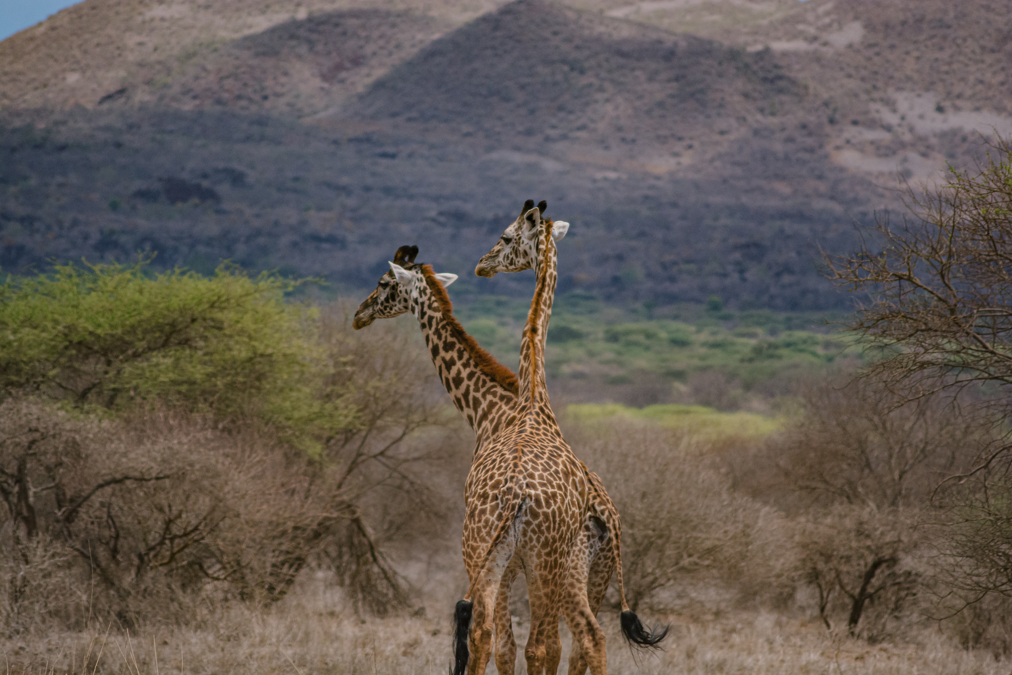 Tsavo West